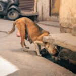 Punjab NEET UG Stray Round